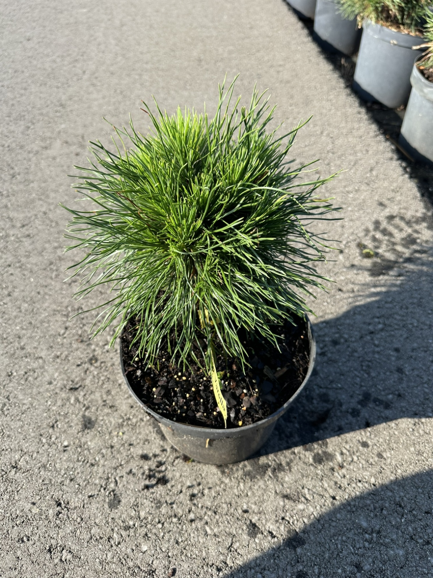 Сосна горная Варелла